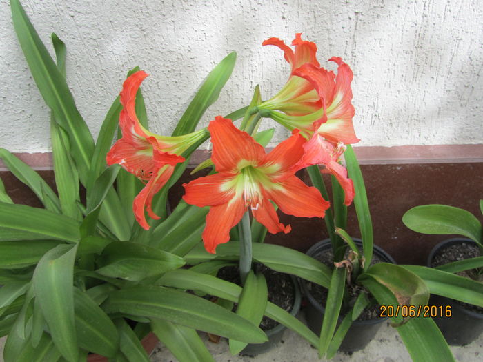 IMG_0177 - Flori de gradina-2016-Vara