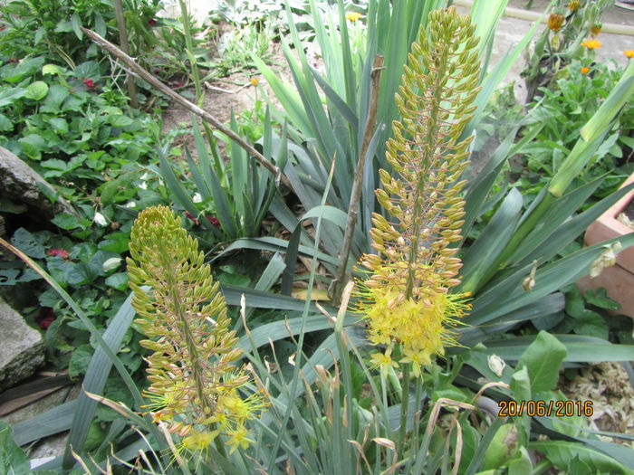 Eremurus