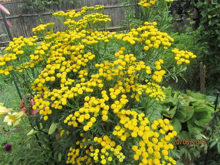 Achillea filipendula - Flori de gradina-2016-Vara