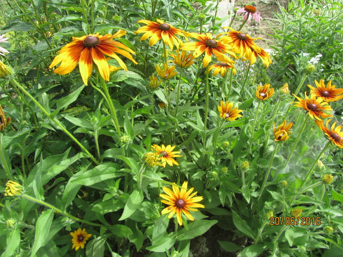 IMG_0203 - Flori de gradina-2016-Vara