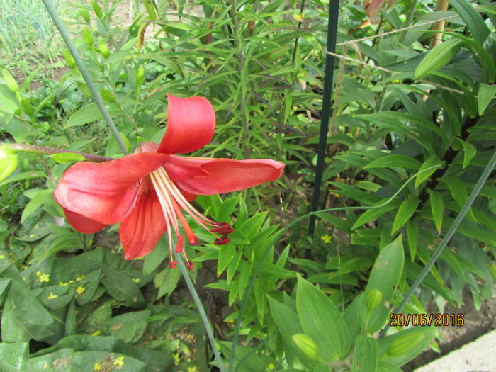 IMG_0193 - Flori de gradina-2016-Vara
