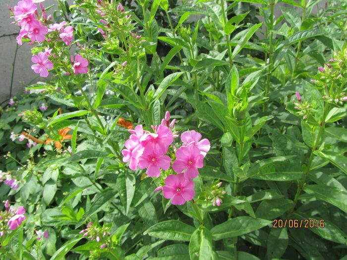 Phlox paniculata