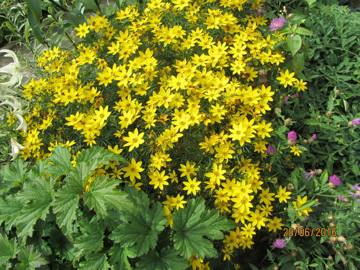 Coreopsis verticilata zagreb