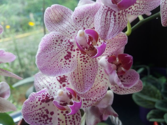 20160802_063509 - Orhidee