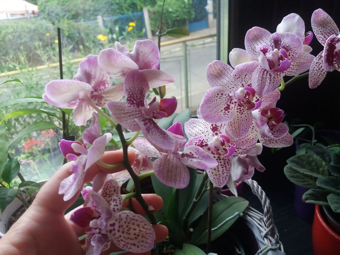 20160802_063447 - Orhidee