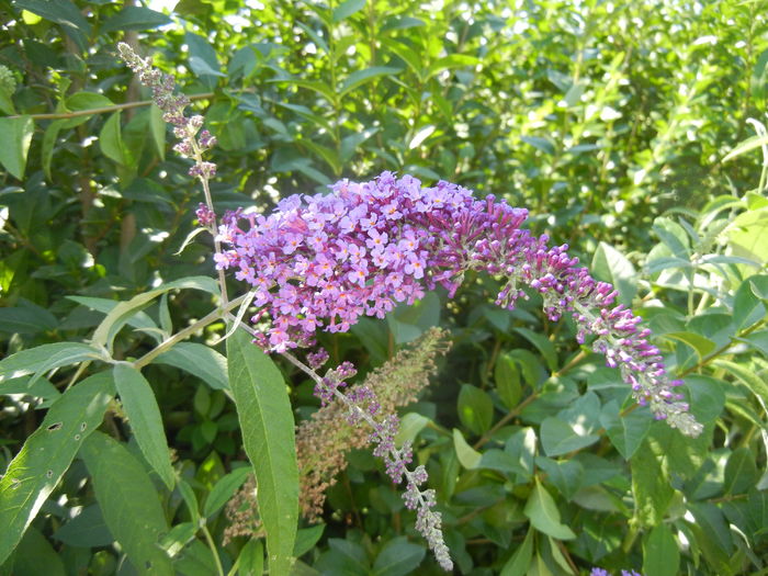 Buddleja davidii Purple (2016, Jul.14)