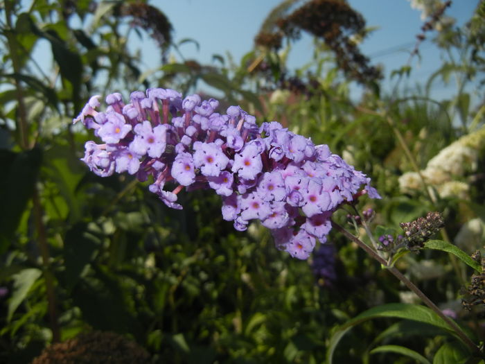 Buddleja davidii Purple (2016, Jul.14)