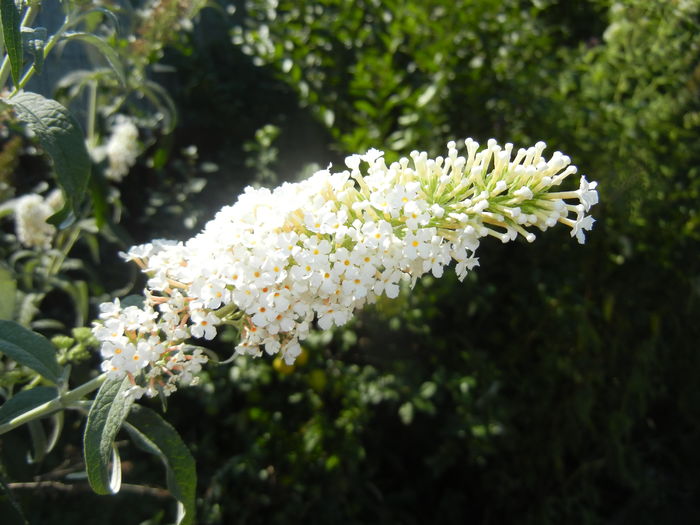 Buddleja davidii White (2016, Jul.14) - Buddleja White