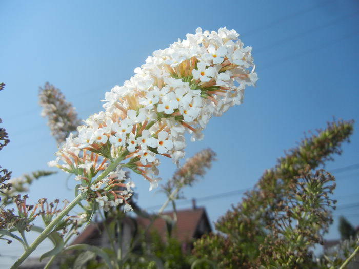 Buddleja davidii White (2016, Jul.14)