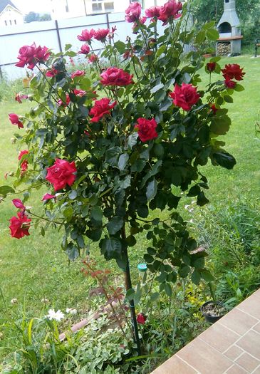 IMG_20160802_104518 - Cei mai frumosi trandafiri