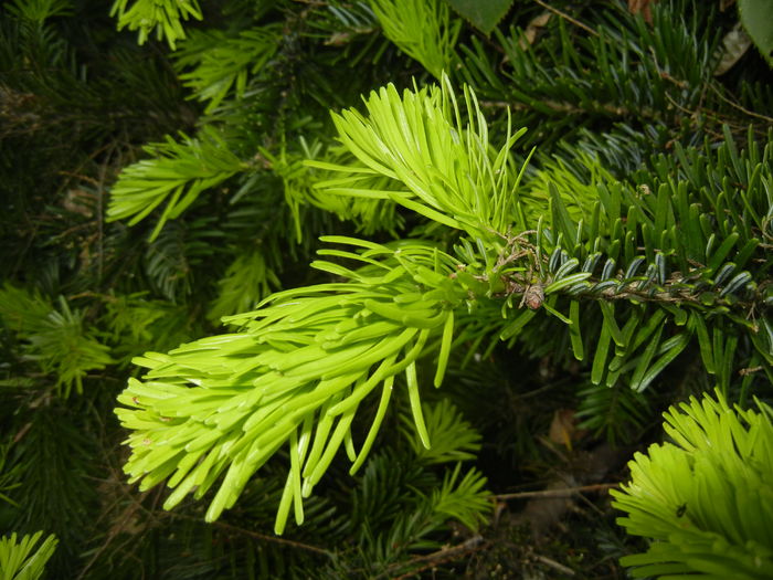 Abies nordmanniana (2016, May 10)