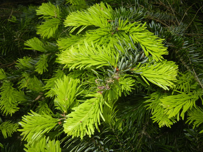 Abies nordmanniana (2016, May 10)