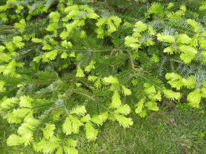 Abies nordmanniana (2016, May 10) - Abies nordmanniana