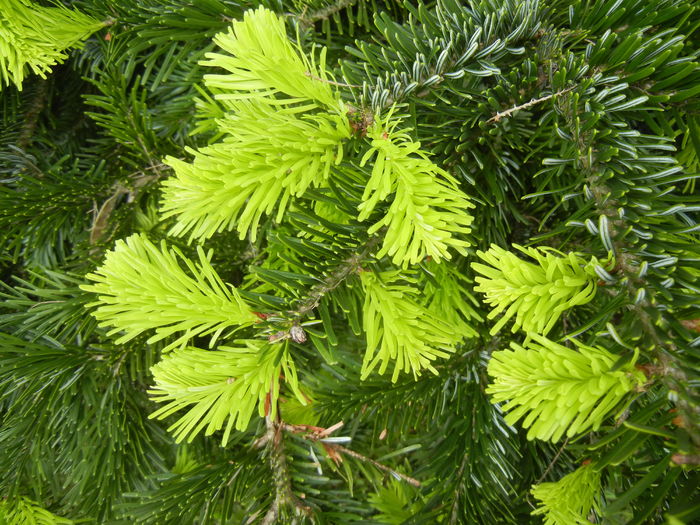 Abies nordmanniana (2016, May 10)