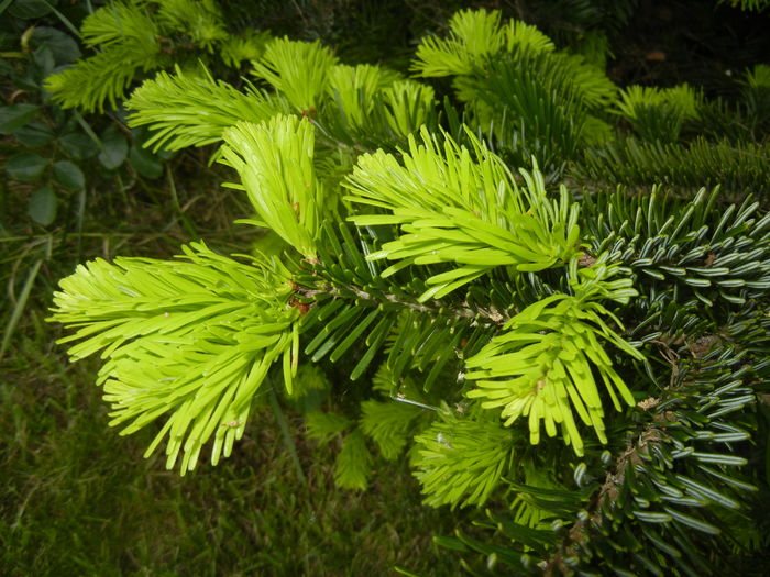 Abies nordmanniana (2016, May 10)