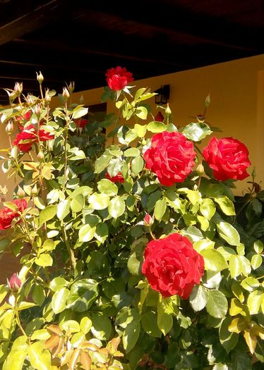 IMG_20160710_120730 - Trandafir-pomisor cu 8 infloriri pe an