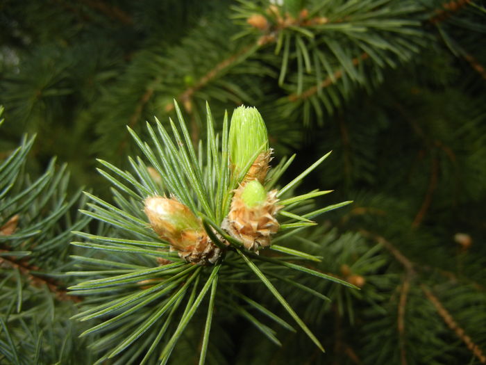 Picea abies (2016, April 10) - Picea abies 2008