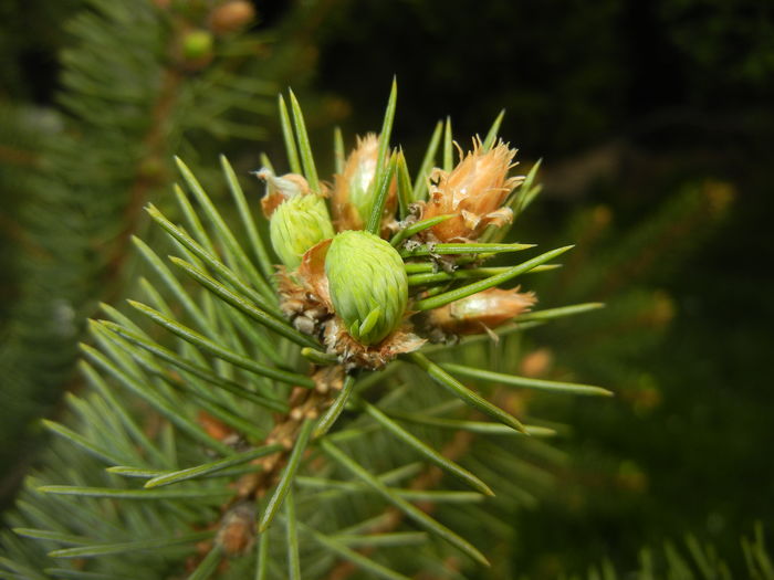 Picea abies (2016, April 10)