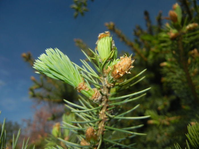 Picea abies (2016, April 10) - Picea abies 2008