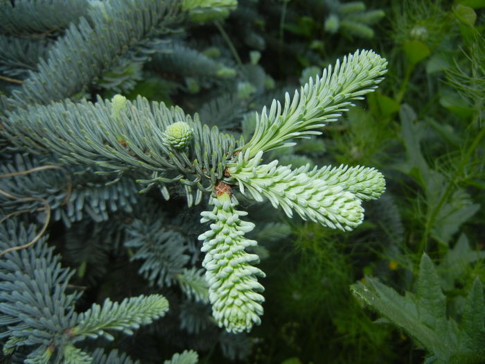 Abies procera Glauca (2016, May 19) - Abies procera Glauca