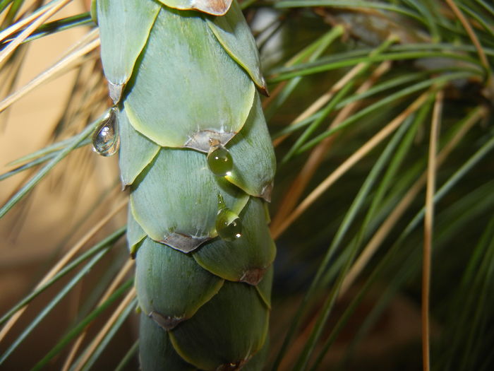 Pinus wallichiana Densa Hill (16, Jun.18) - Pinus wallichiana_Bhutan Pine