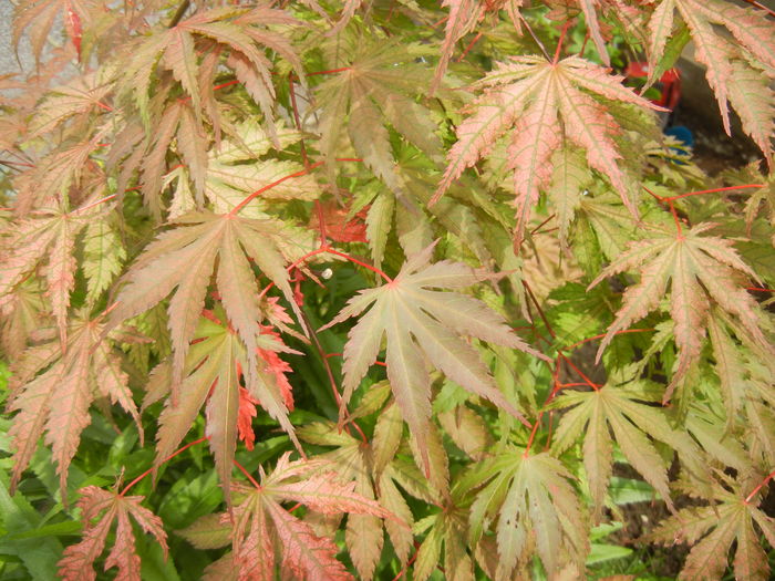 Acer palmatum Ariadne (2016, May 10) - Acer palmatum Ariadne