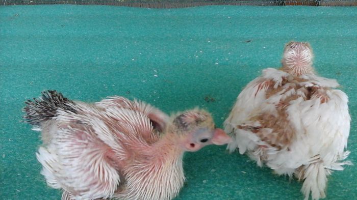 20160802_122121 - Orizonturi pt obtinerea de Nord Caucazian cu coada rosie  red tail pigeons
