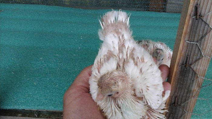 7449 - Orizonturi pt obtinerea de Nord Caucazian cu coada rosie  red tail pigeons