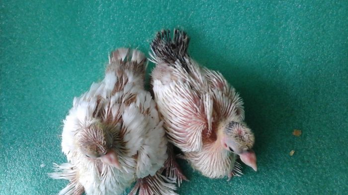 pui din 2 cuiburi diferite - Orizonturi pt obtinerea de Nord Caucazian cu coada rosie  red tail pigeons
