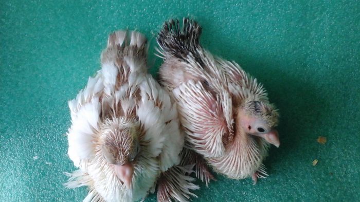 20160802_122457 - Orizonturi pt obtinerea de Nord Caucazian cu coada rosie  red tail pigeons