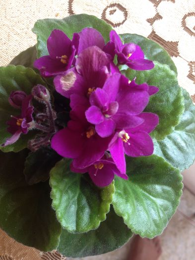 image - violete