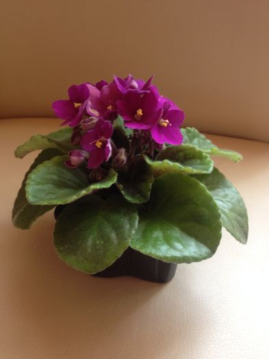 image - violete