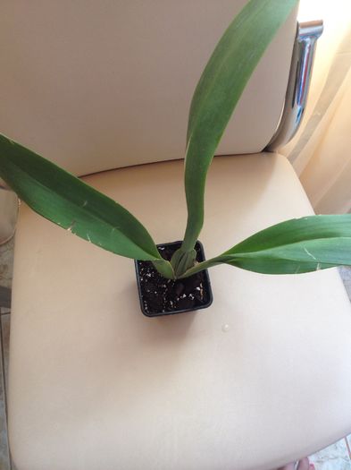 1 Colmanara Jungle Monarch 15-REZ - cambria