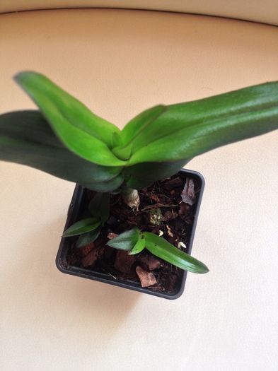 Dendrobium phalaenopsis Banana Chocolate 12-REZ