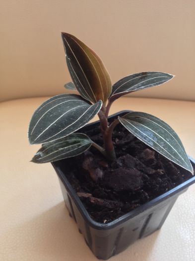 1 Ludisia discolor 10-rez