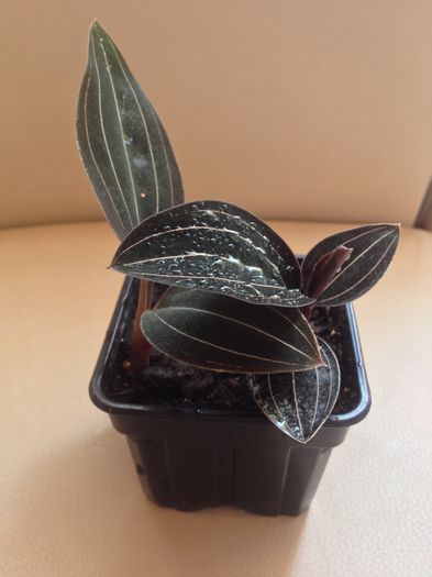 3 Ludisia discolor 10-REZ