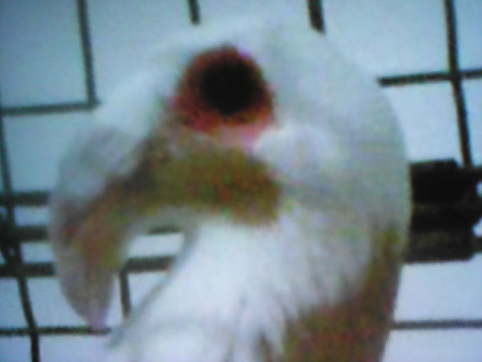 IMG_20160801_145602SCANDERON