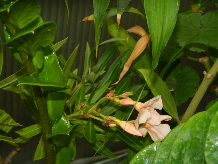 DSCN3334 - 2016 IULIE 3