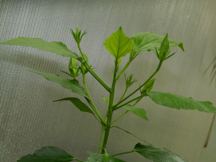 DSCN3337 - 2016 IULIE 3