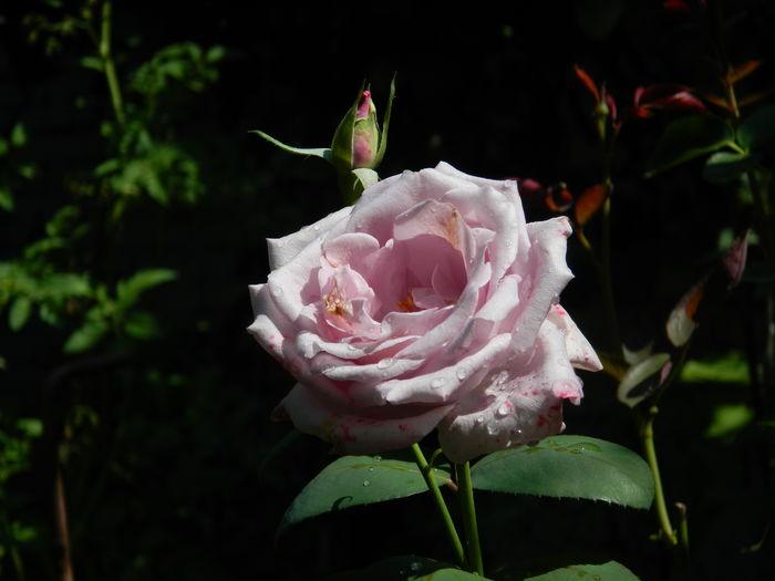DSCN3351 - 2016 IULIE 3