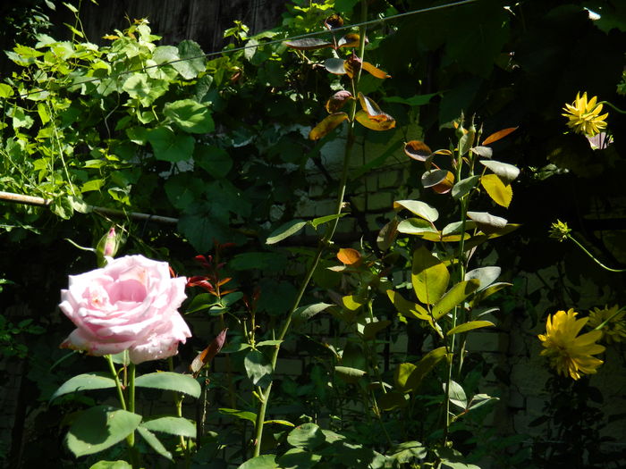 DSCN3352 - 2016 IULIE 3