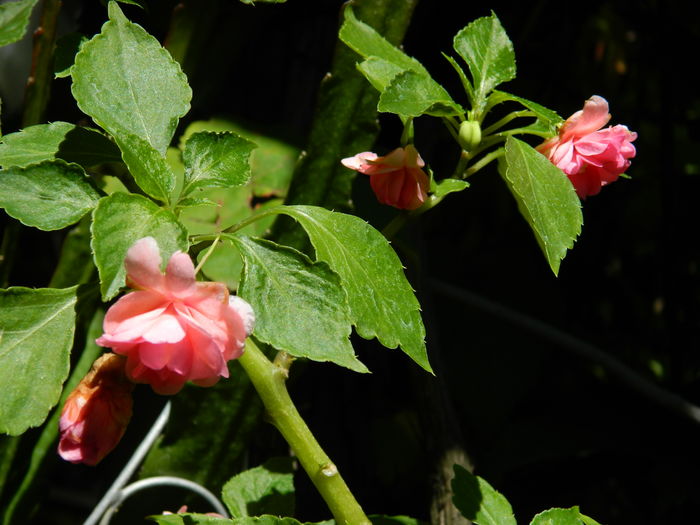 DSCN3357 - 2016 IULIE 3