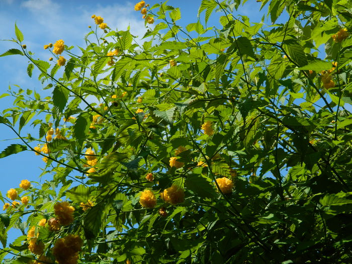 DSCN3360 - 2016 IULIE 3