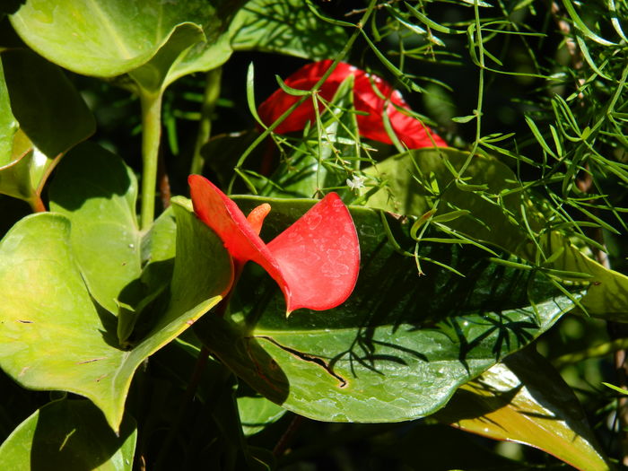 DSCN3365 - 2016 IULIE 3