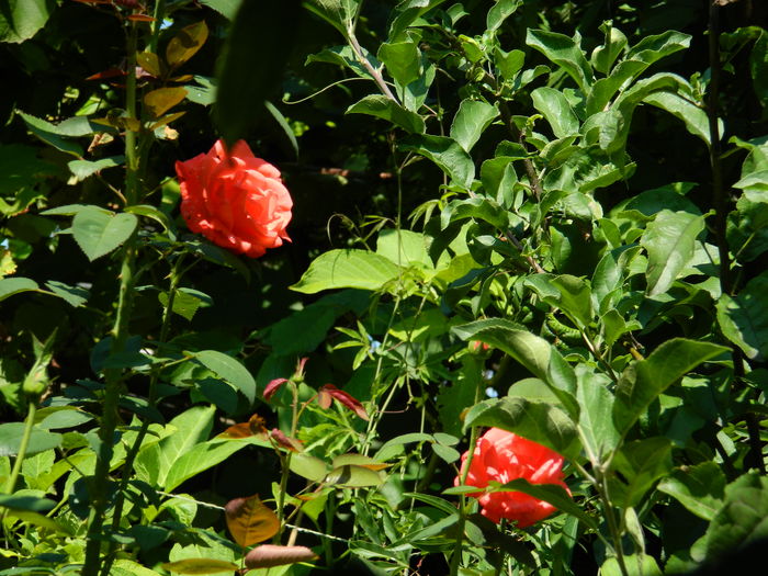 DSCN3366 - 2016 IULIE 3