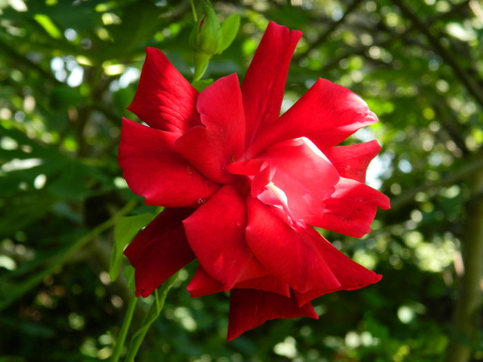 DSCN3373 - 2016 IULIE 3