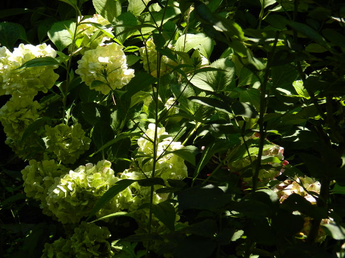 DSCN3375 - 2016 IULIE 3