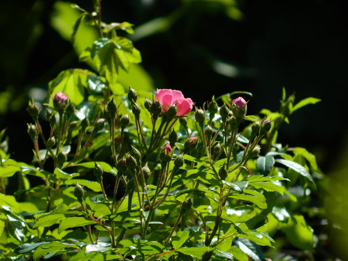 DSCN3377 - 2016 IULIE 3