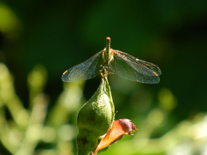 DSCN3381 - 2016 IULIE 3