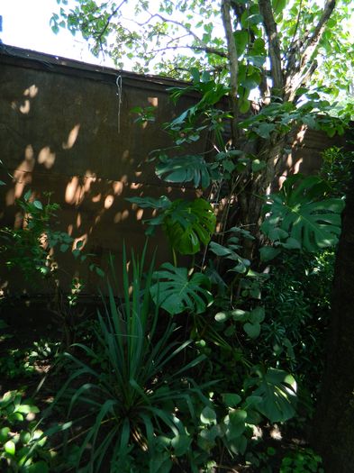 DSCN3393 - 2016 IULIE 3